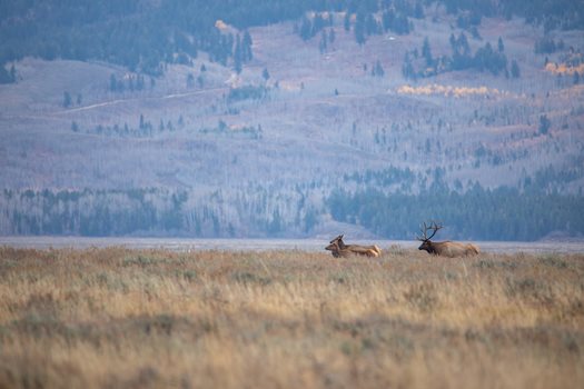 Elk management in Wyoming