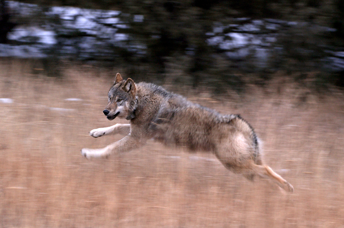 Here’s how the Colorado wolf reintroduction is going so far