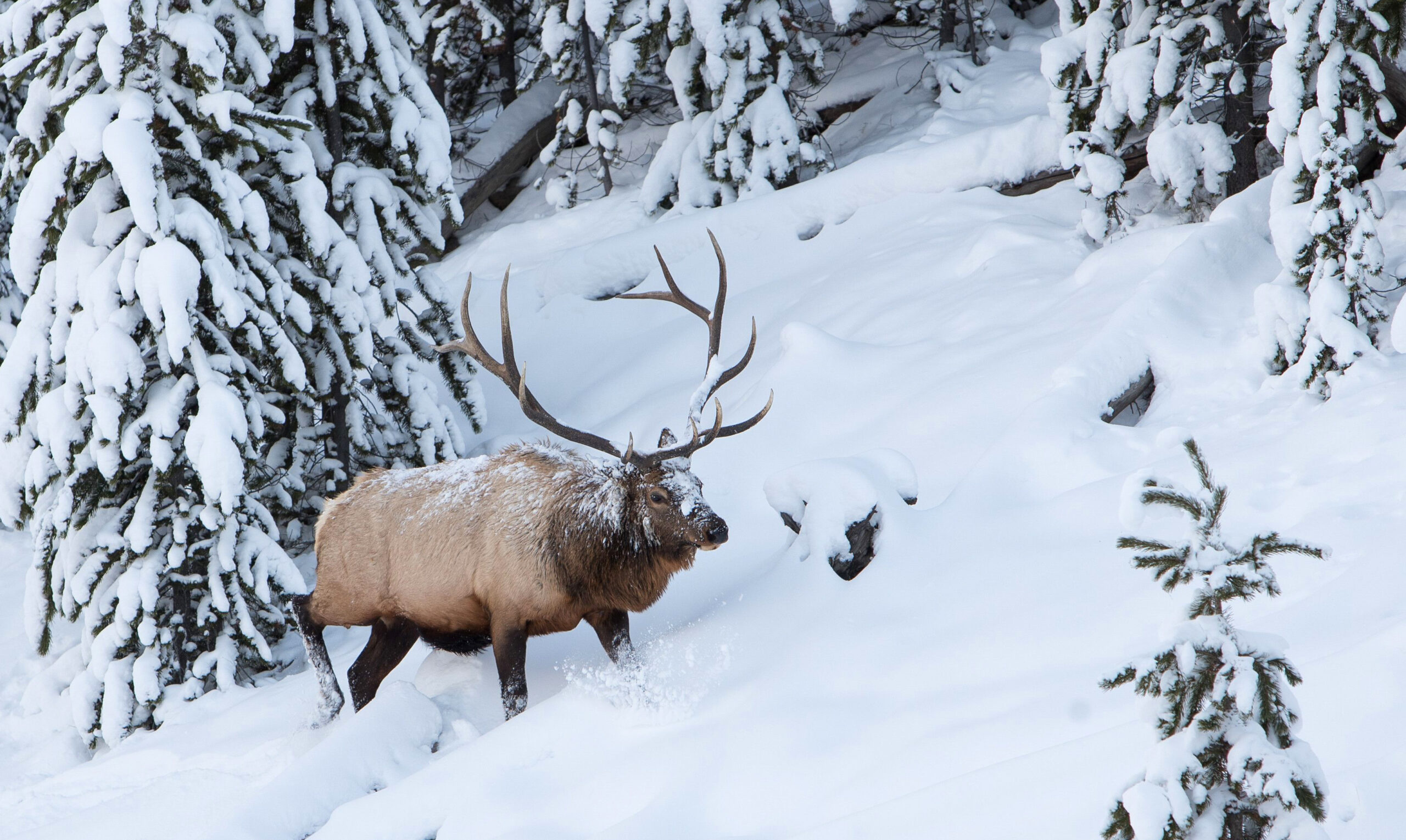 Brett French reports: Hunting boundary moved near Gardiner