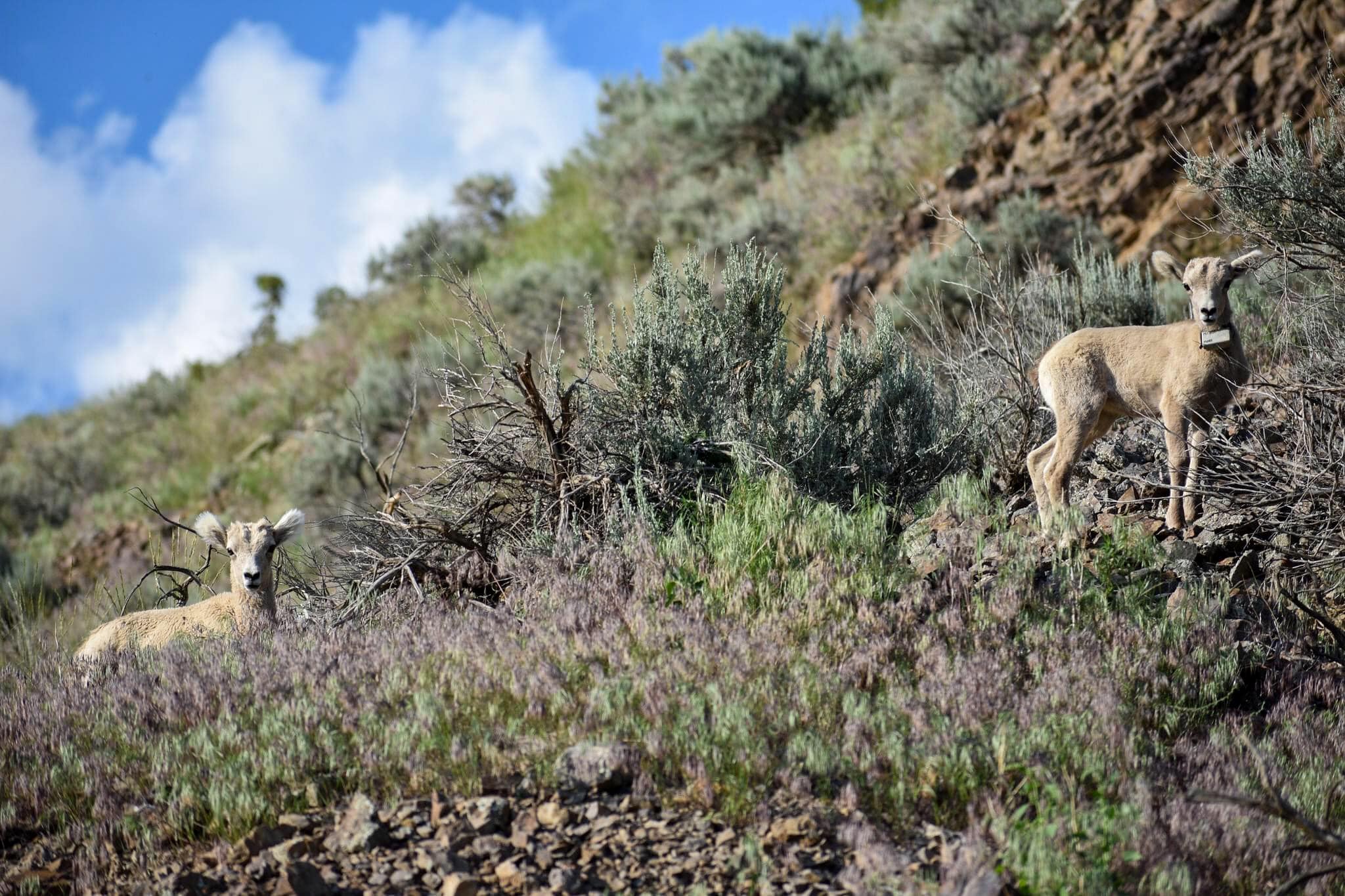Montana State research team receives $4 million to study interactions between wild and domestic sheep