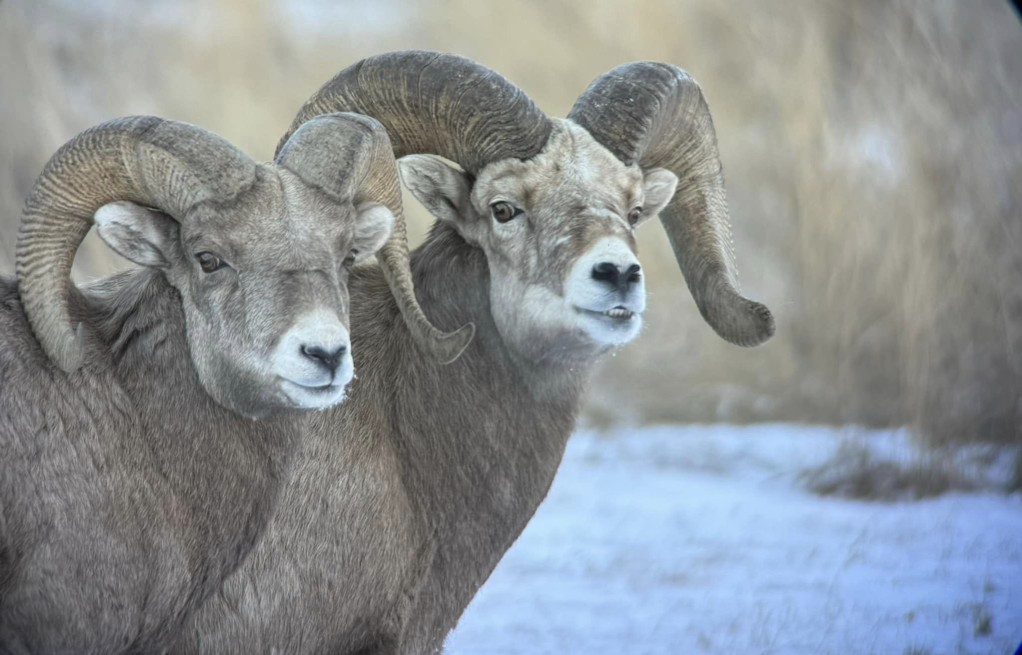 The history of the Lost Creek herd