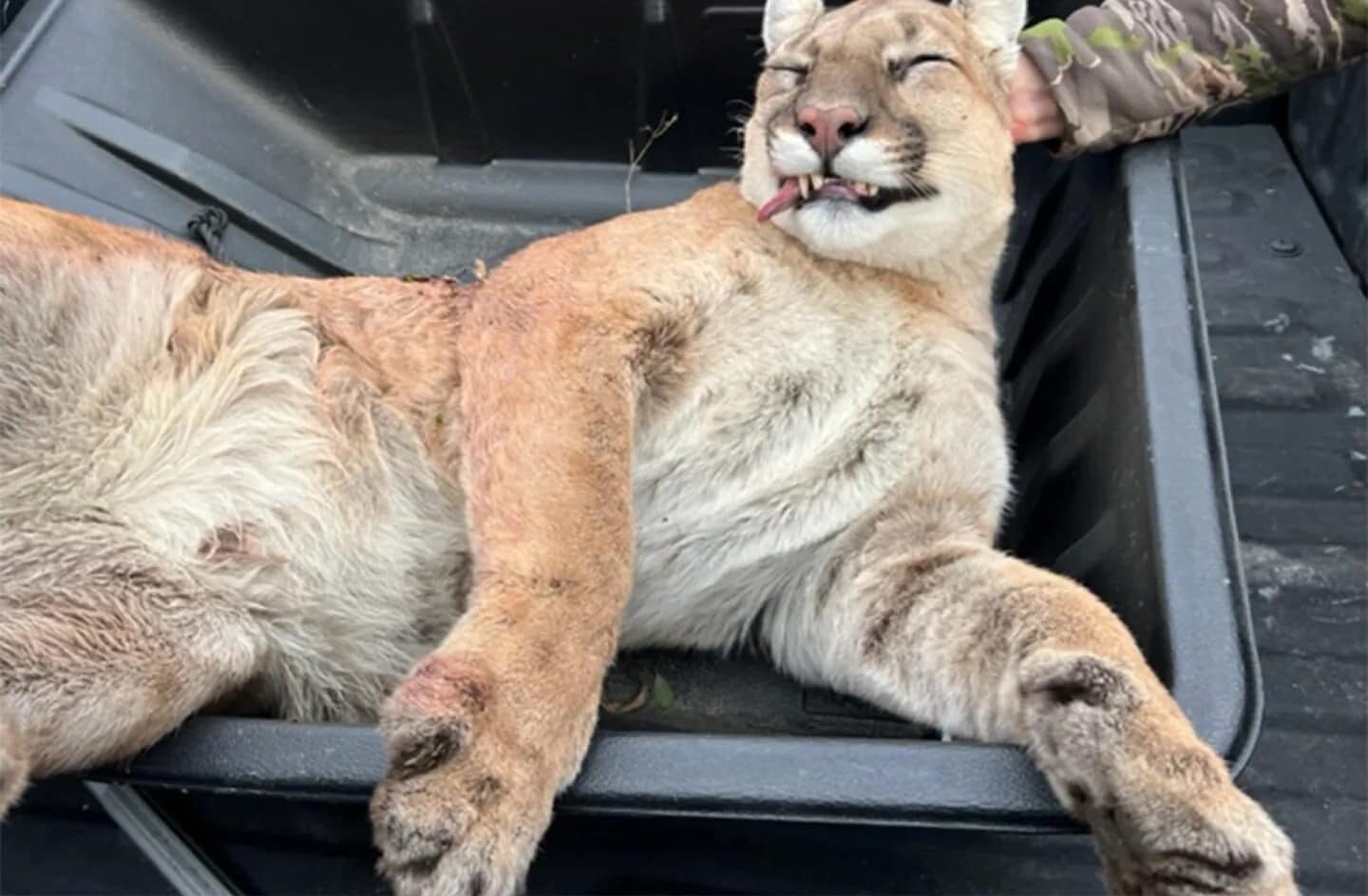 First Wisconsin Mountain Lion Killed in 115 Years