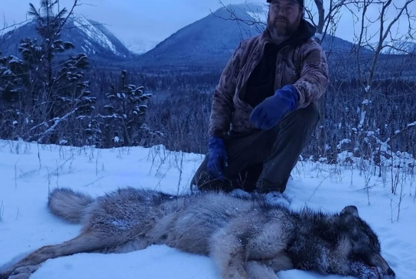 Wolf Hunting Success