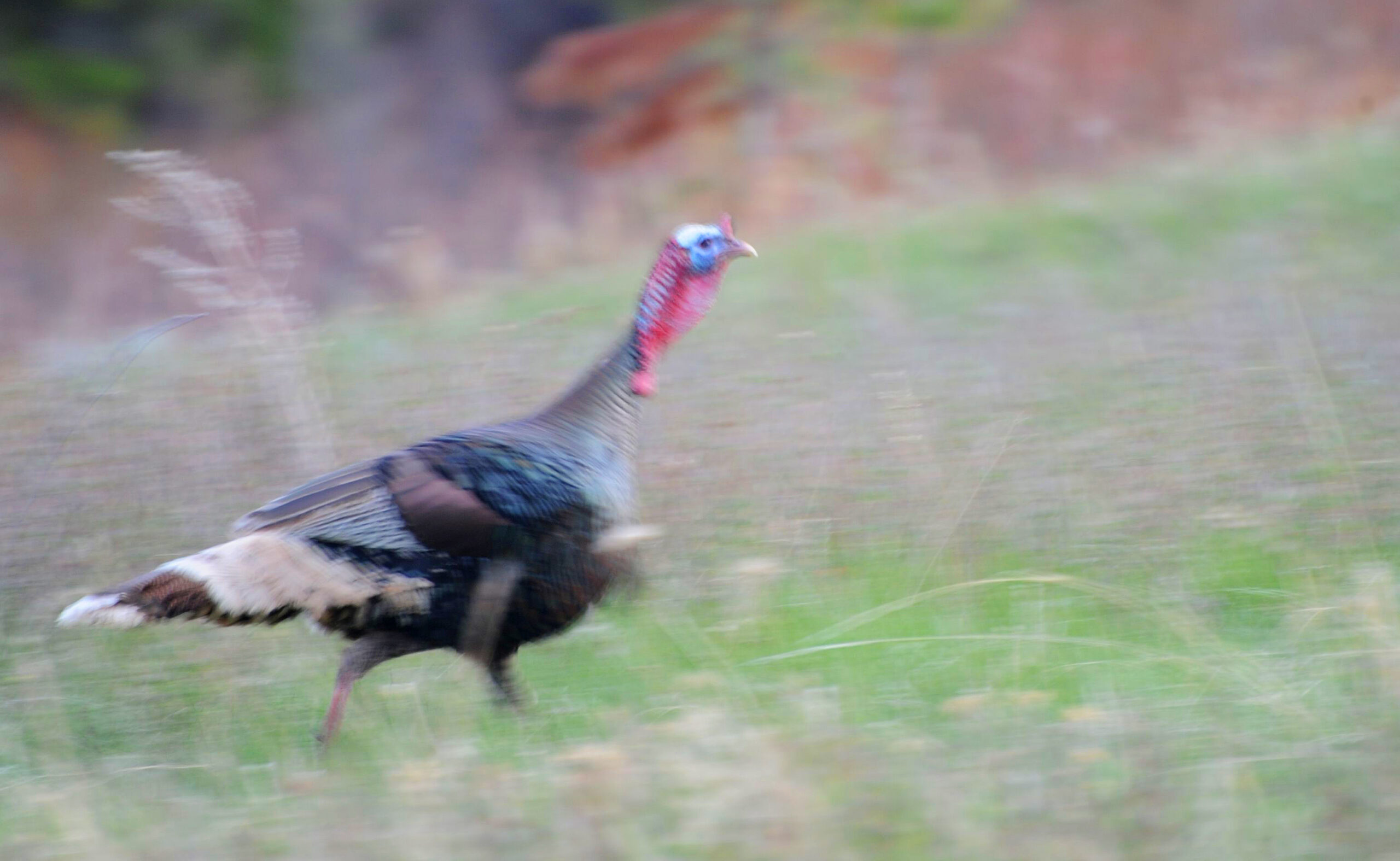 Brett French reports: Upland bird meetings reveal hunting details