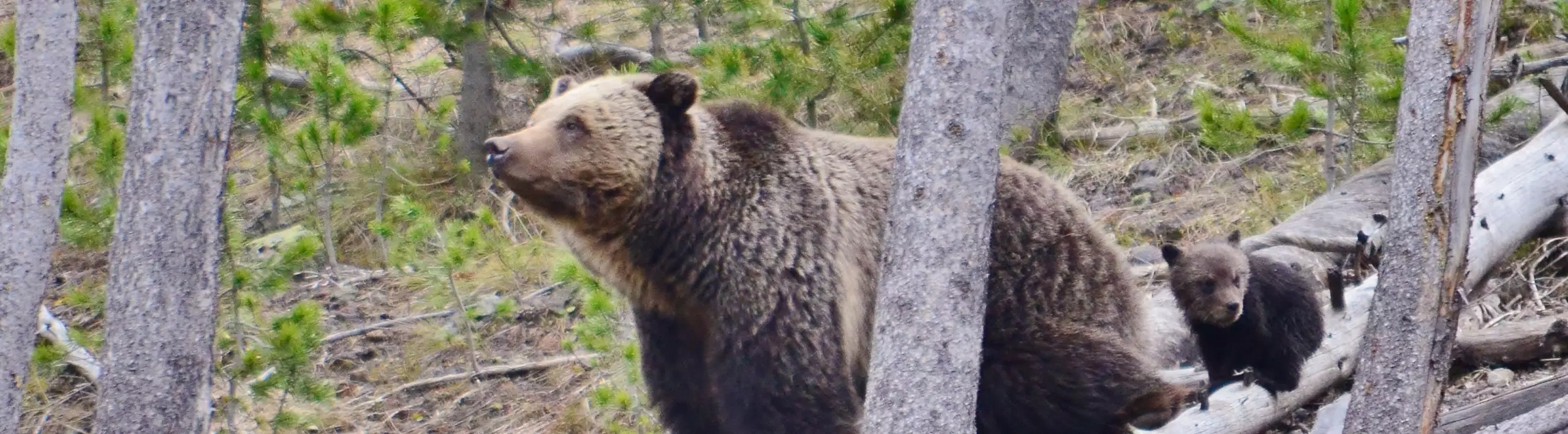 Man severely injured by grizzly despite using firearm