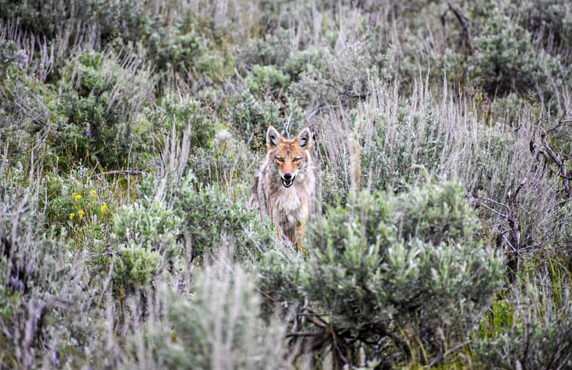 Coyotes cause more livestock loss than grizzlies, mountain lions, wolves?