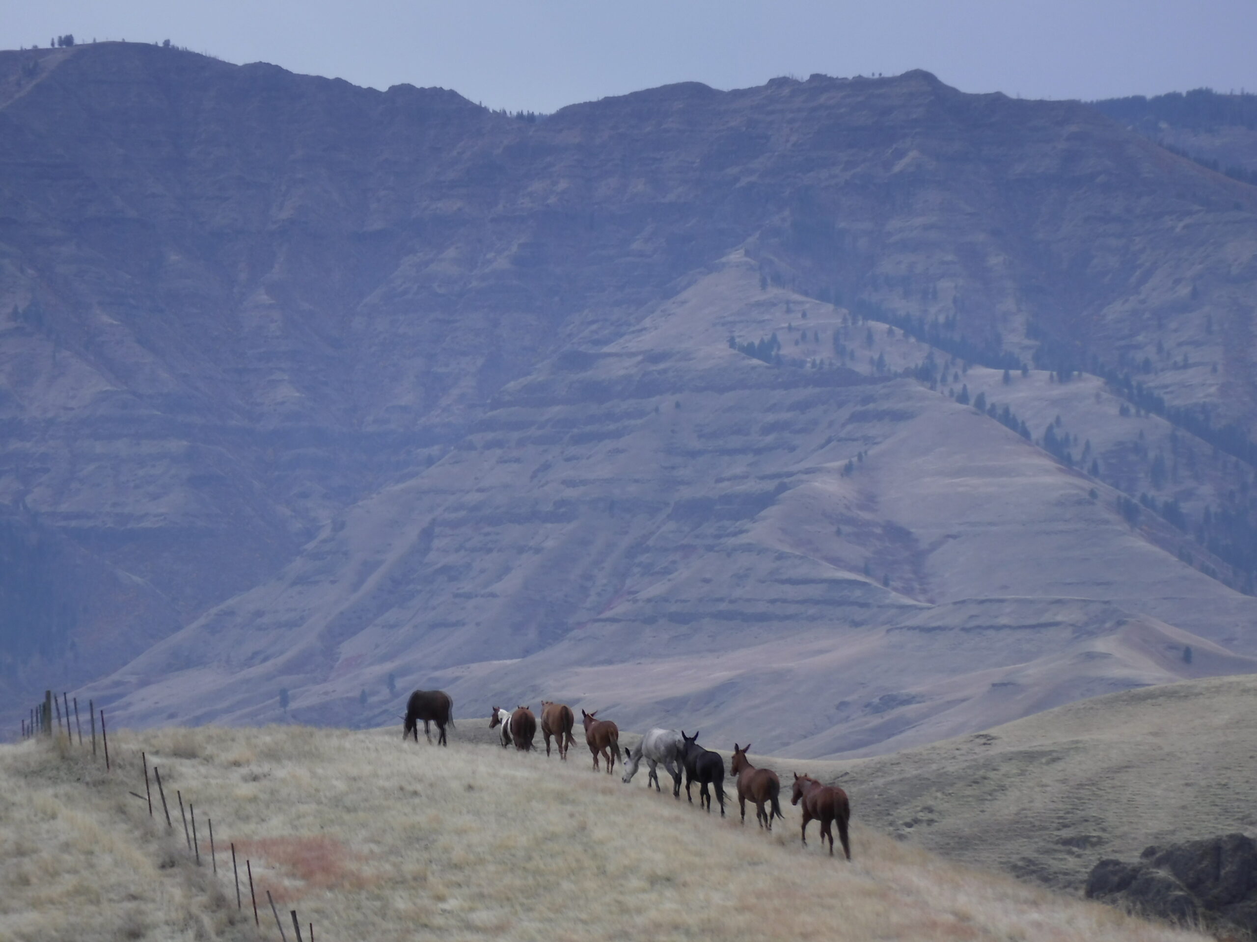 Hard Working Forest Service Mules and Horses Enjoy “Winter Vacation” in Hells Canyon