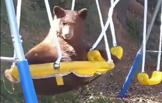 Bears like to play, too