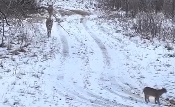 A Bobcat and Bucks