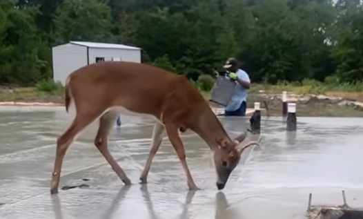 Concrete Chronicles: When Bambi Takes the Lead