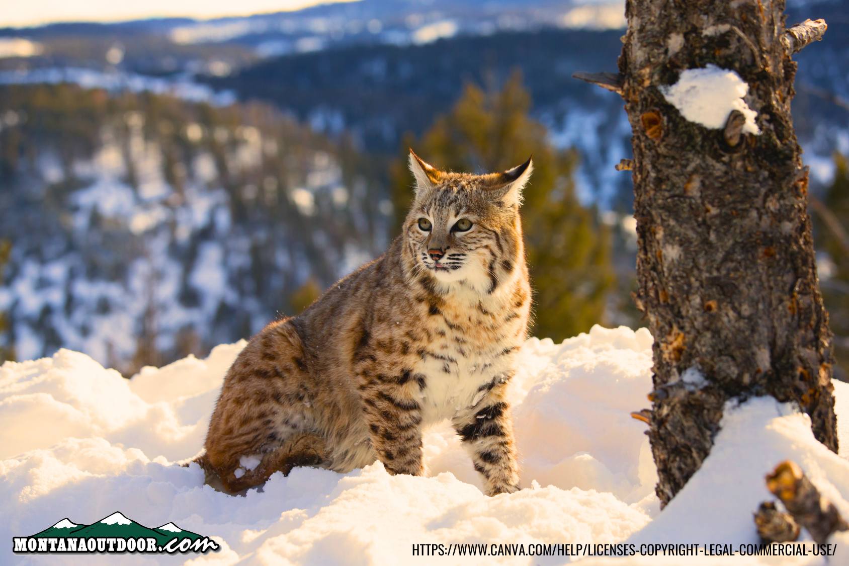 Trapping and hunting for all bobcats to close in Region 5