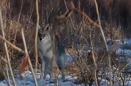 Coyote showdown with elk hunter