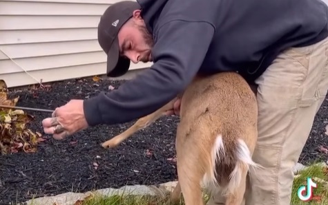 The Deer and the Arrow