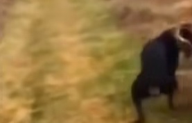 Dog saves dad from snake….so dad can throw ball