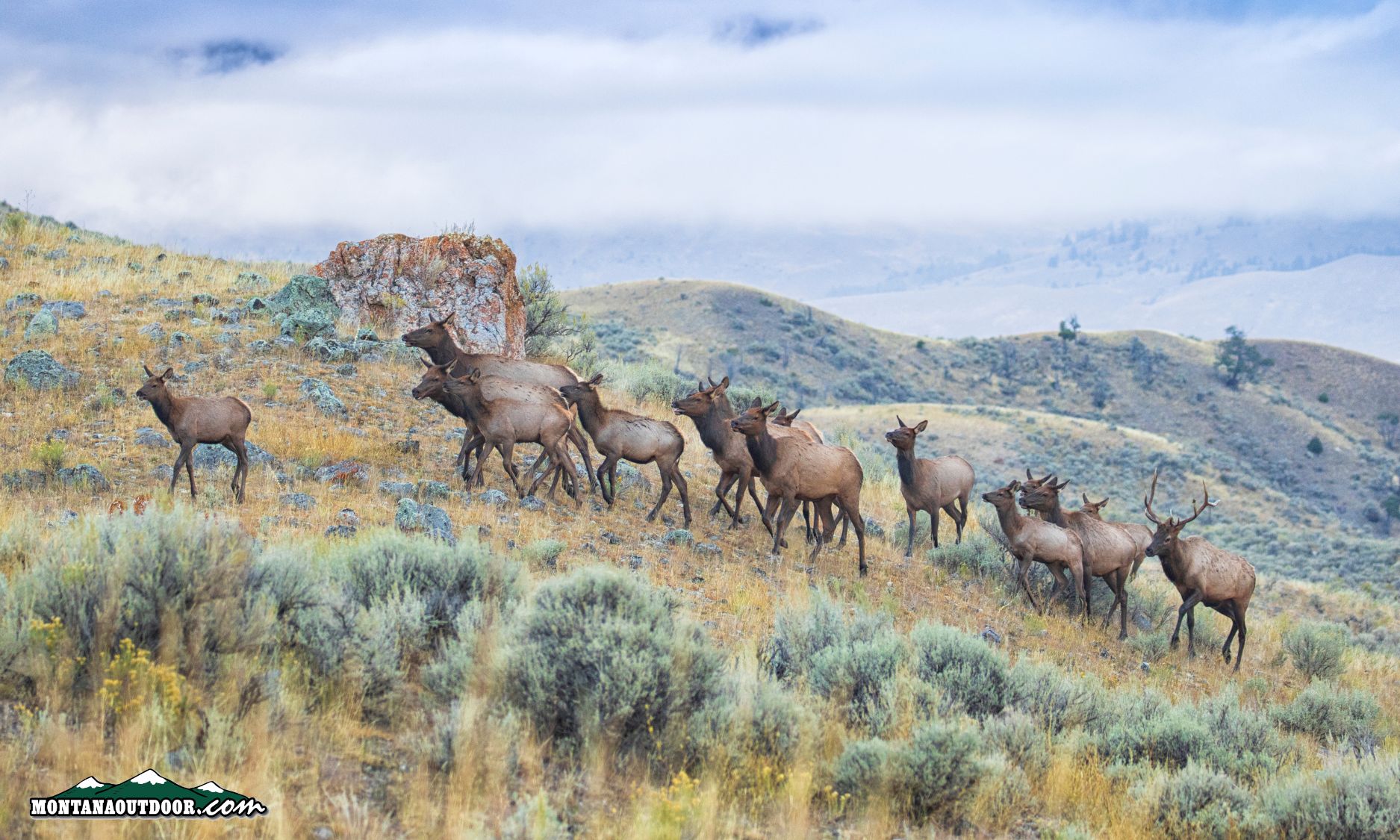 Five Interesting Facts About Elk