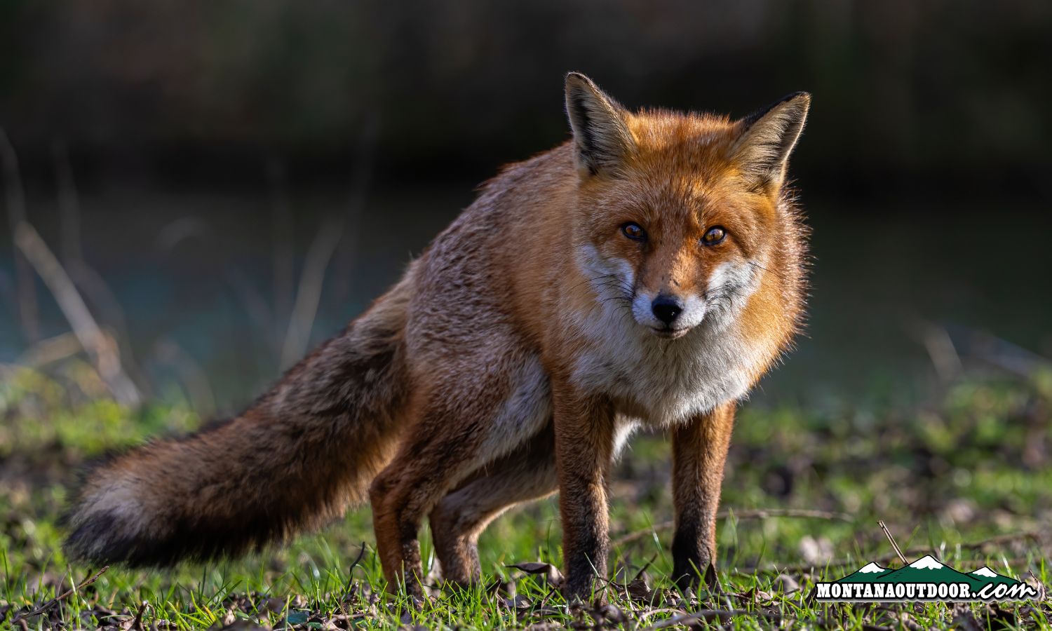 Possible Rabies Outbreak in AZ