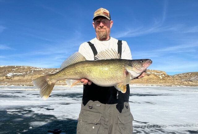 Giant Fort Peck Walleye