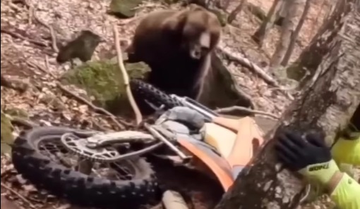 Bear vs. Dirt Bikers