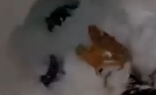 Extremely Close Call for Snowboarder