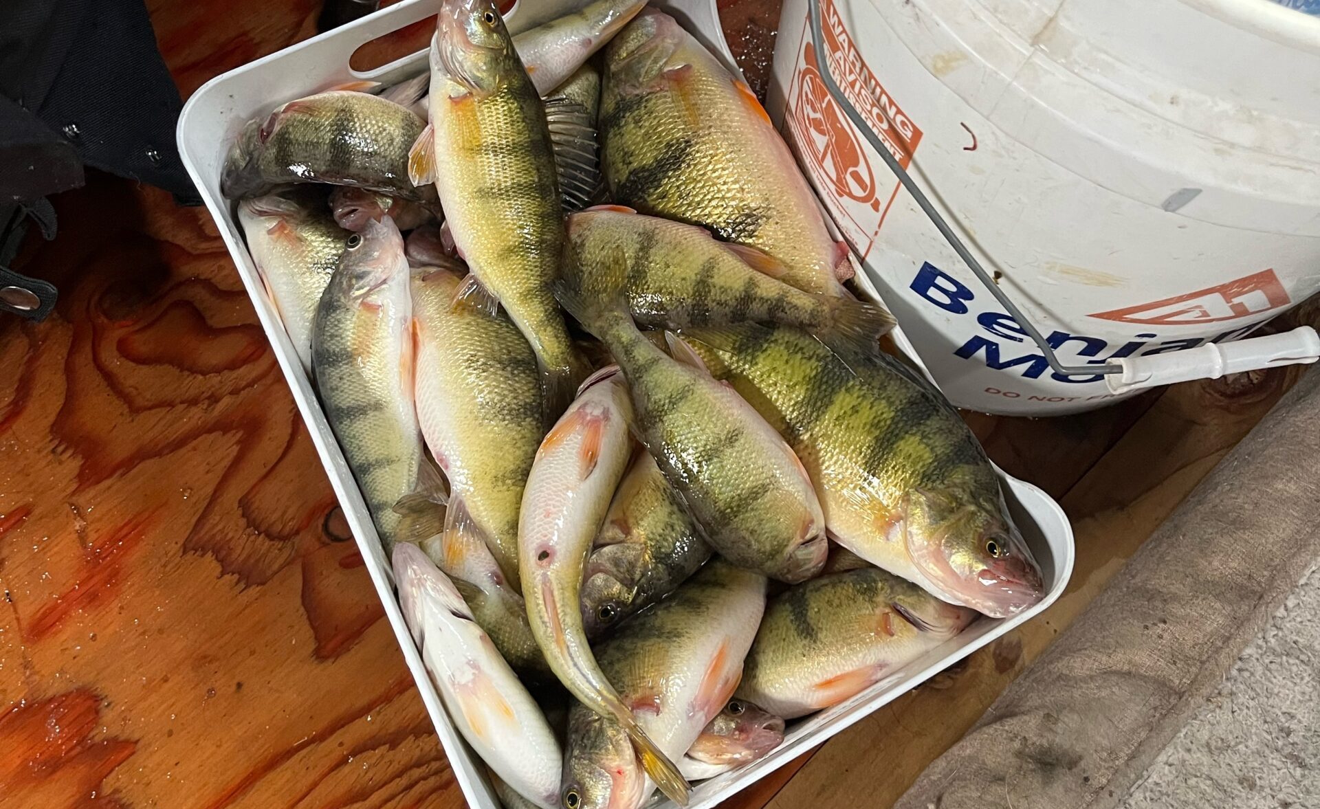 Perch fishing 1/5 on Nelson Reservoir