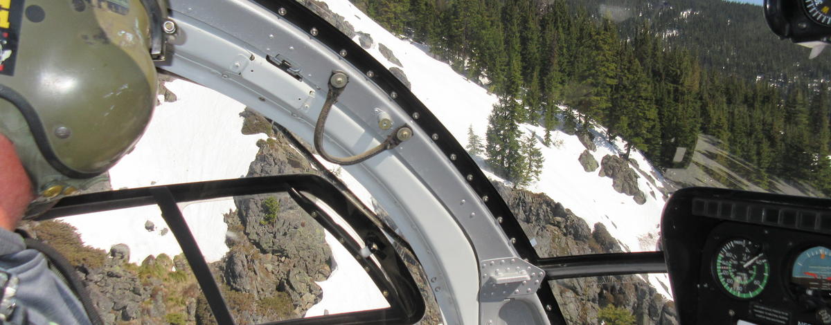 Capturing and GPS-collaring elk and moose from the sky – not your ordinary job