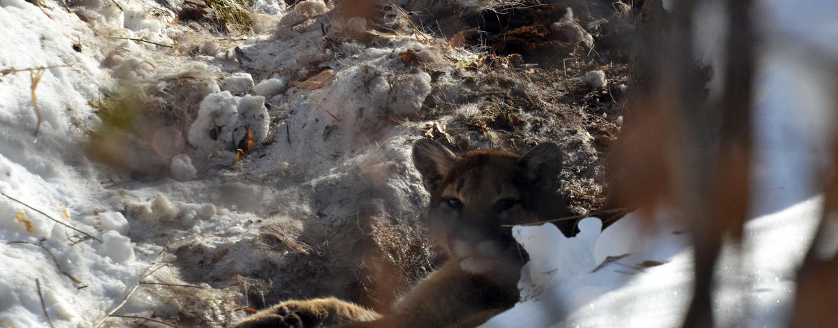 Mountain lion kills 11 chickens, 2 geese, 6 ducks, house cat