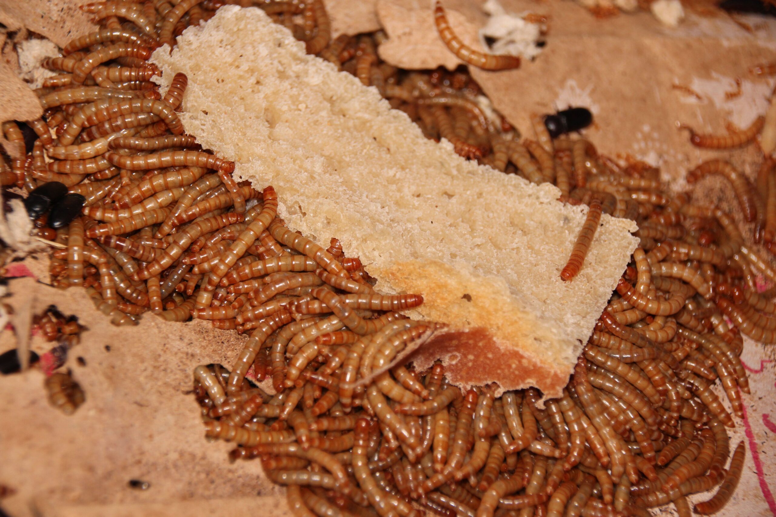 MEAL WORM MAGIC!!! by Montana Grant