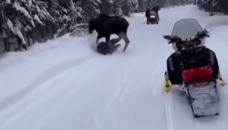 Just a reminder to not approach wildife