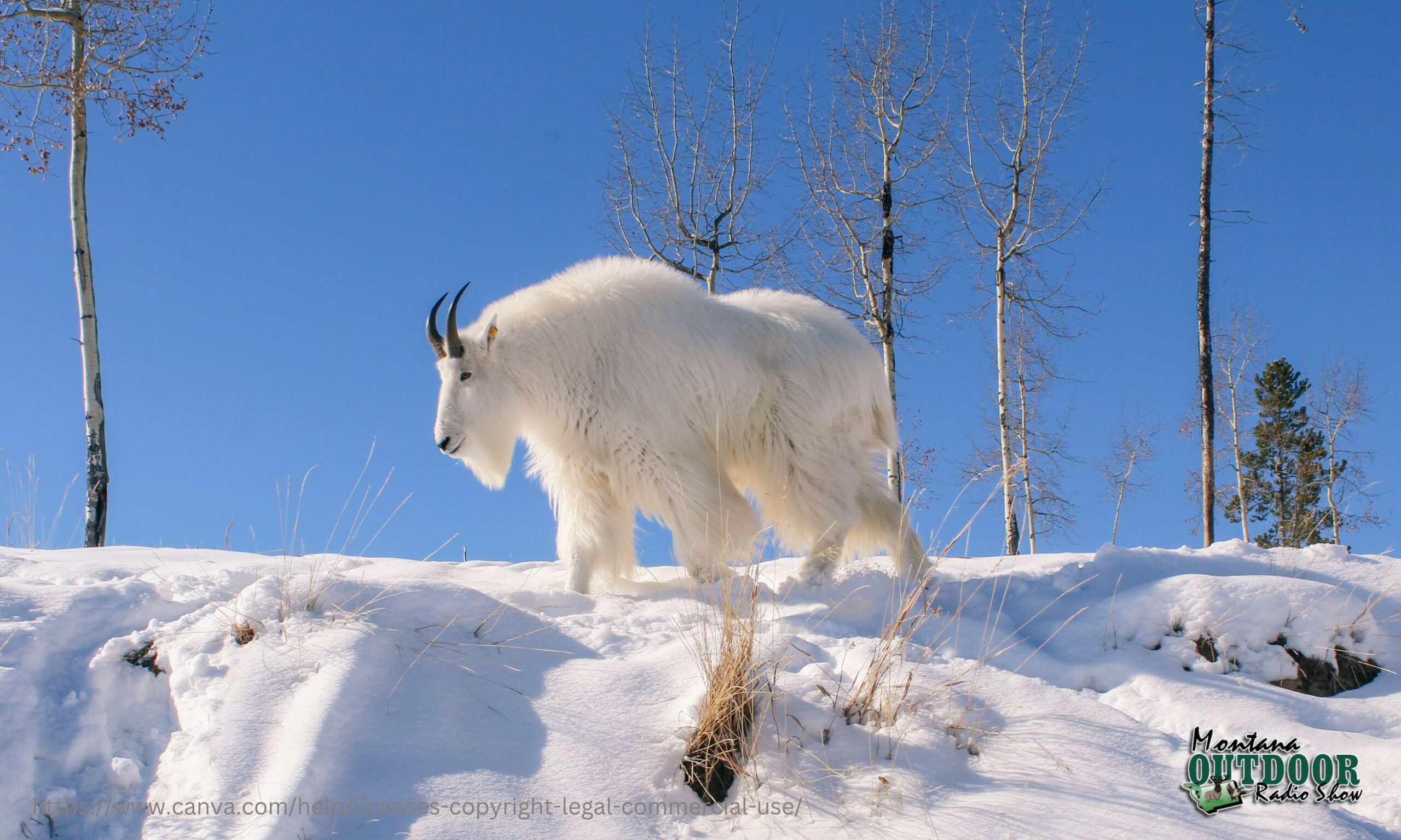 Mountain Goat Triggers Avalanche