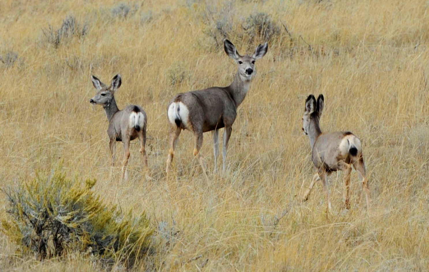Brett French reports: Commission cuts mule deer doe hunting in Eastern Montana