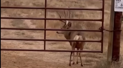 Mule Deer Precision