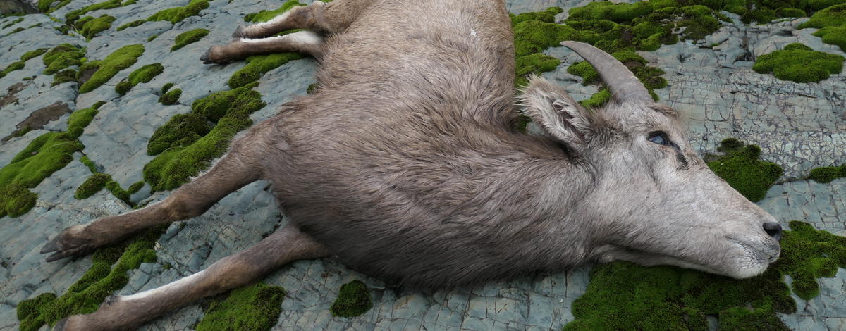 Several states monitoring ongoing bighorn die-off