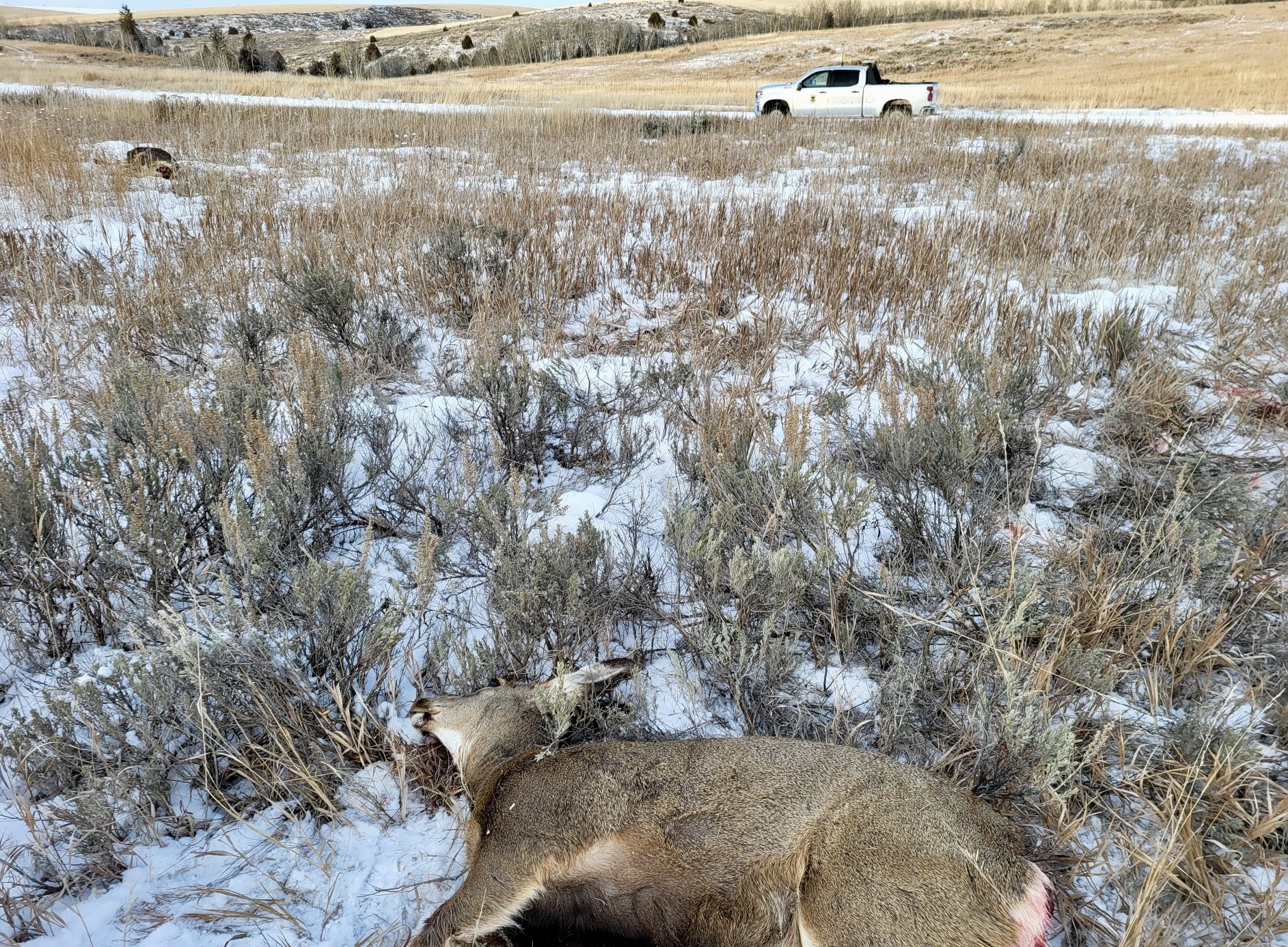 Conservation Officers looking for information about several deer shot and left to waste in Teton Canyon