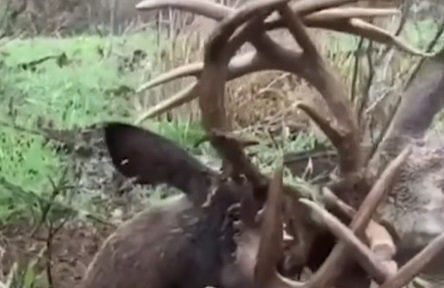 Stuck Bucks