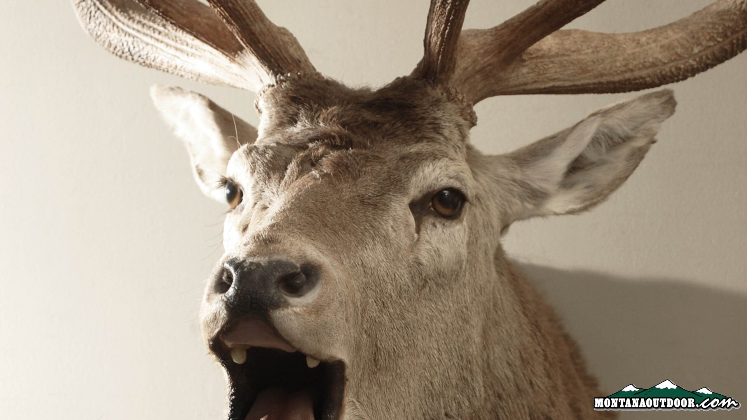 Five very UNIQUE wildlife mounts