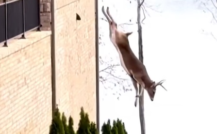 Big Jump for a Nice Buck