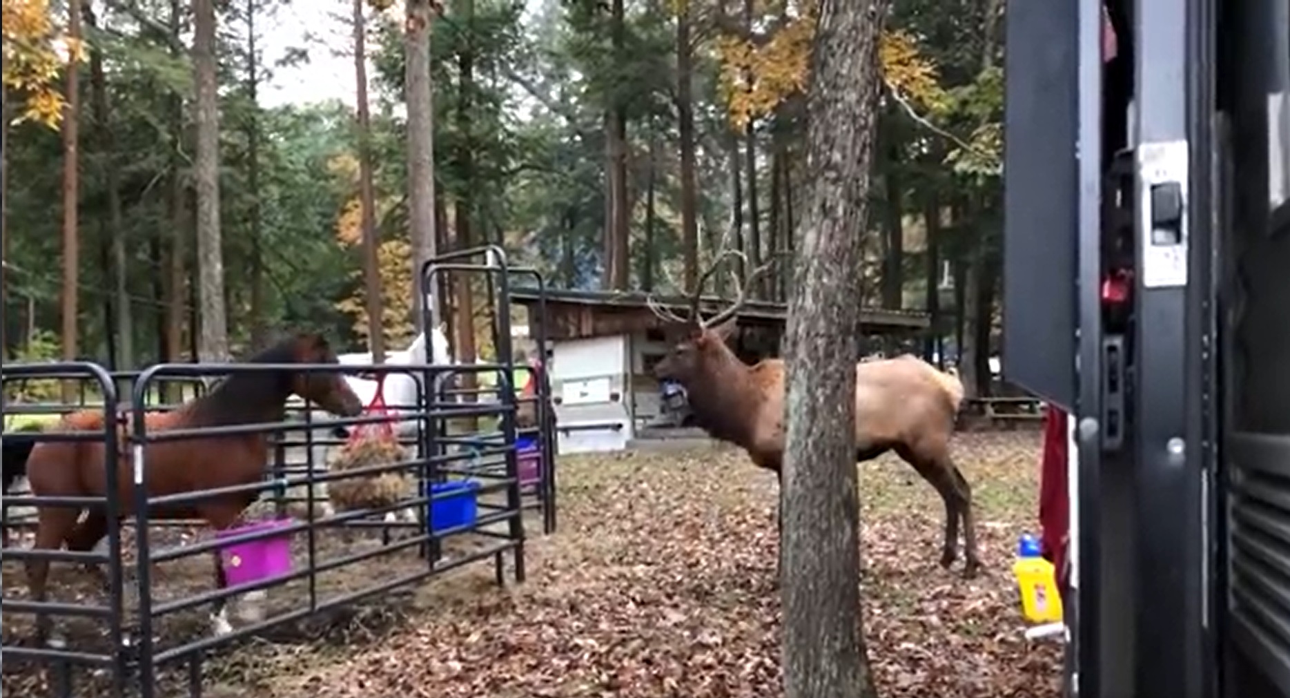 Horse vs. Bull Elk vs. Shoe?
