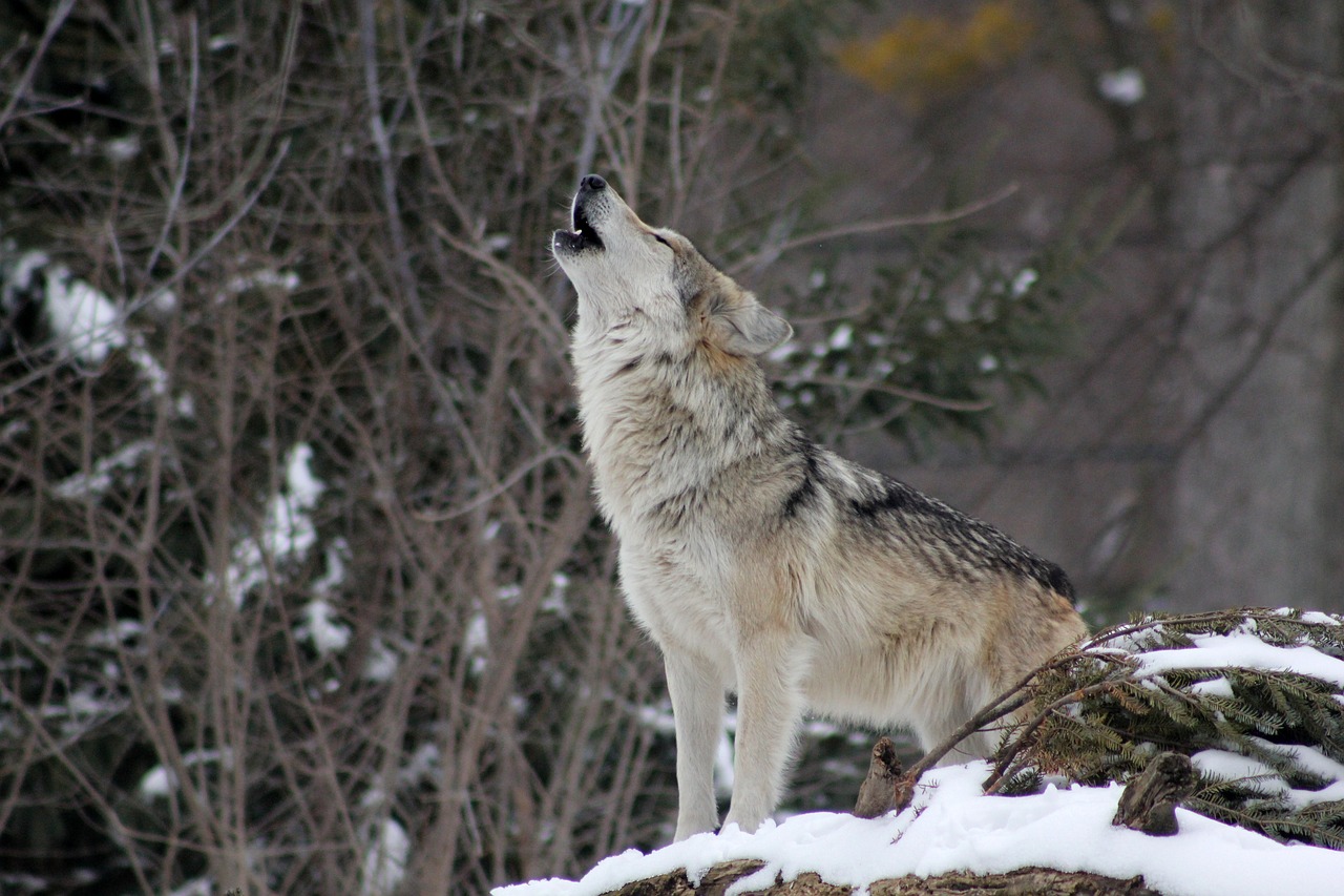 WATCH FULL ARGUMENTS: State of Montana defends wolf trapping season