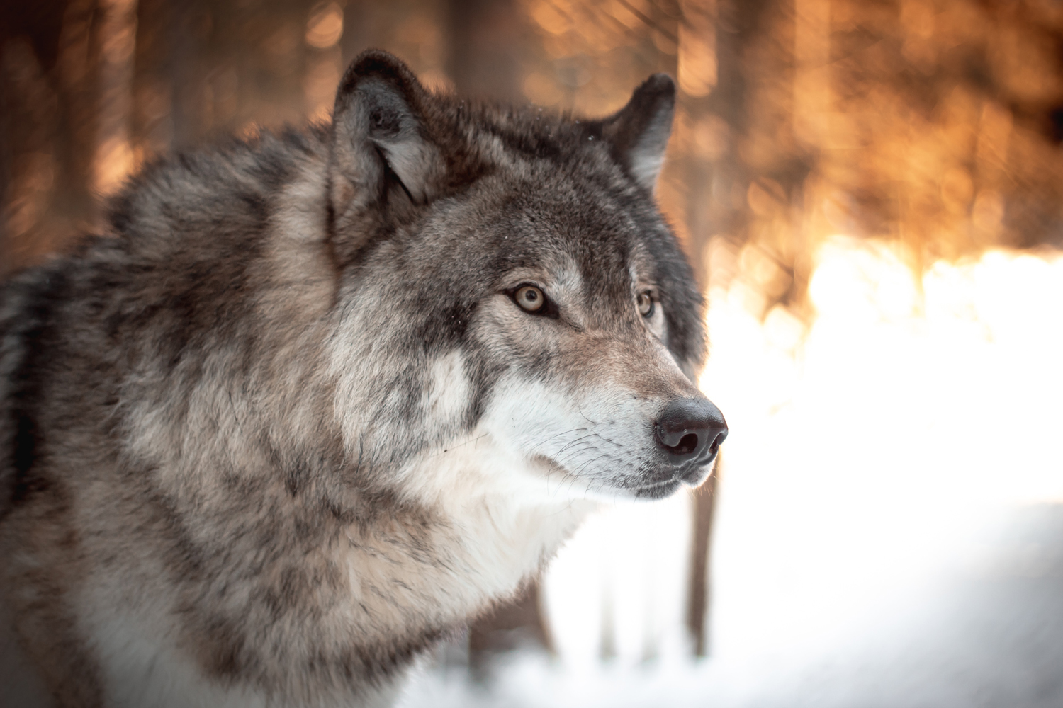 Survey Finds Growing Tolerance Among Montanans for Wolves