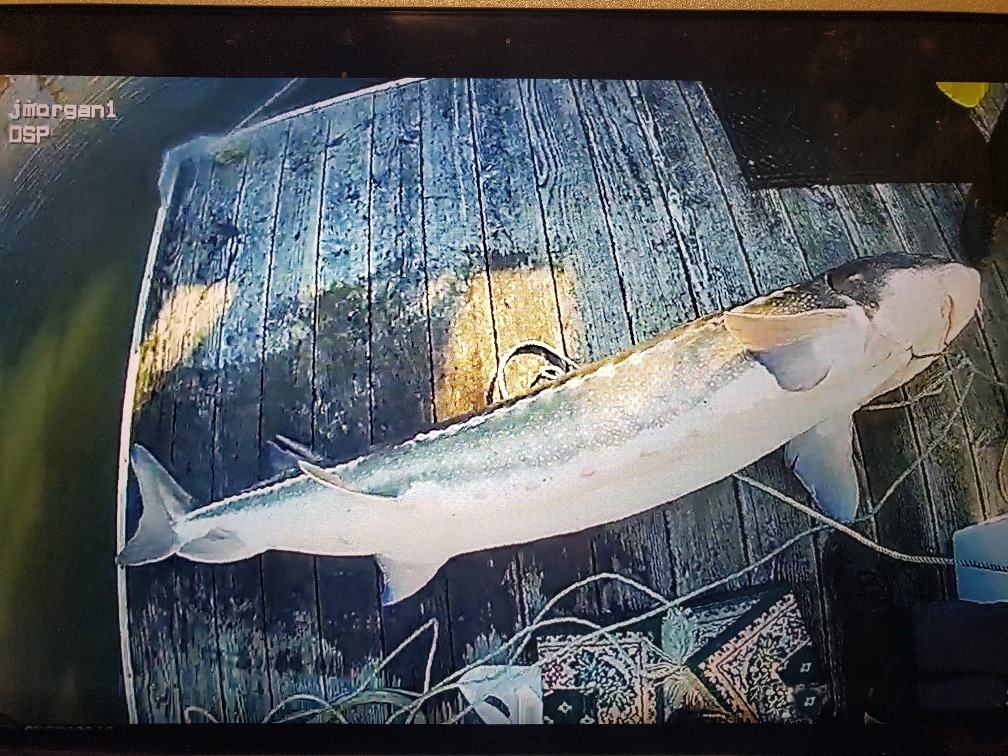 Sturgeon poachers serve jail time and pay thousands in restitution