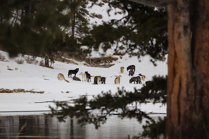 U.S. Fish and Wildlife Service completes status review and finding for gray wolves in the Western United States; launches National Recovery Plan Feb 2, 2024