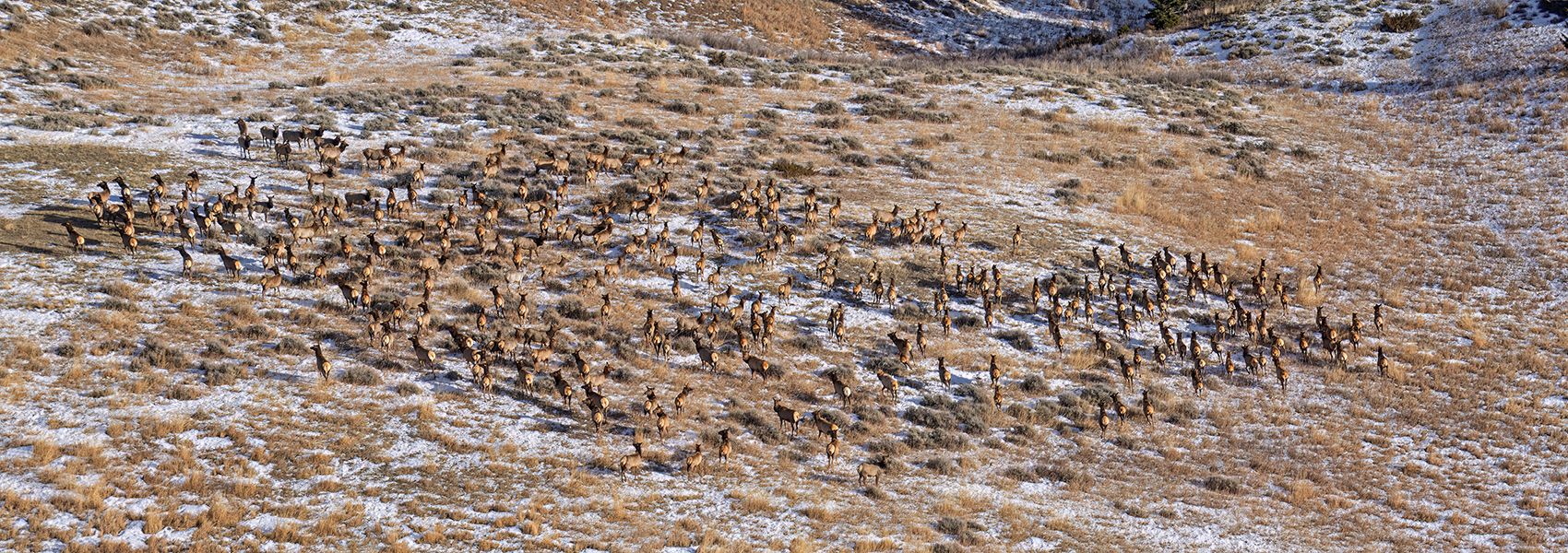 Brett French reports: Elk population surges south of Red Lodge following 2021 Robertson Draw fire
