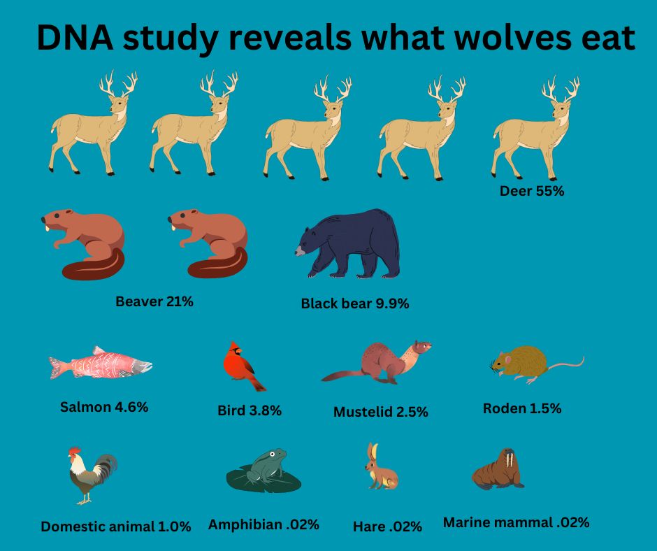 DNA study reveals diet of wolves