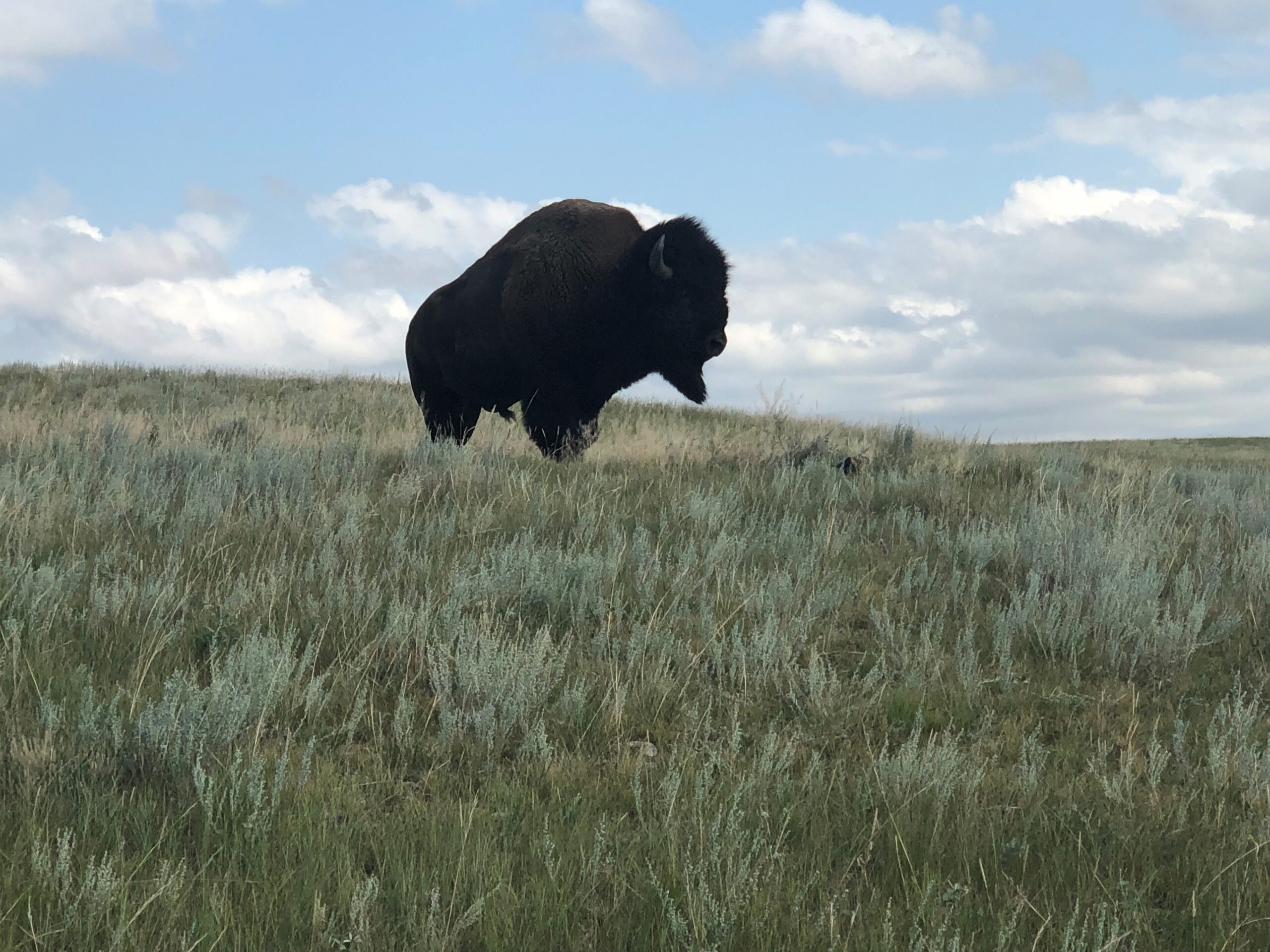 Montana State and partners receive $5 million grant for ongoing buffalo trail project at Fort Peck
