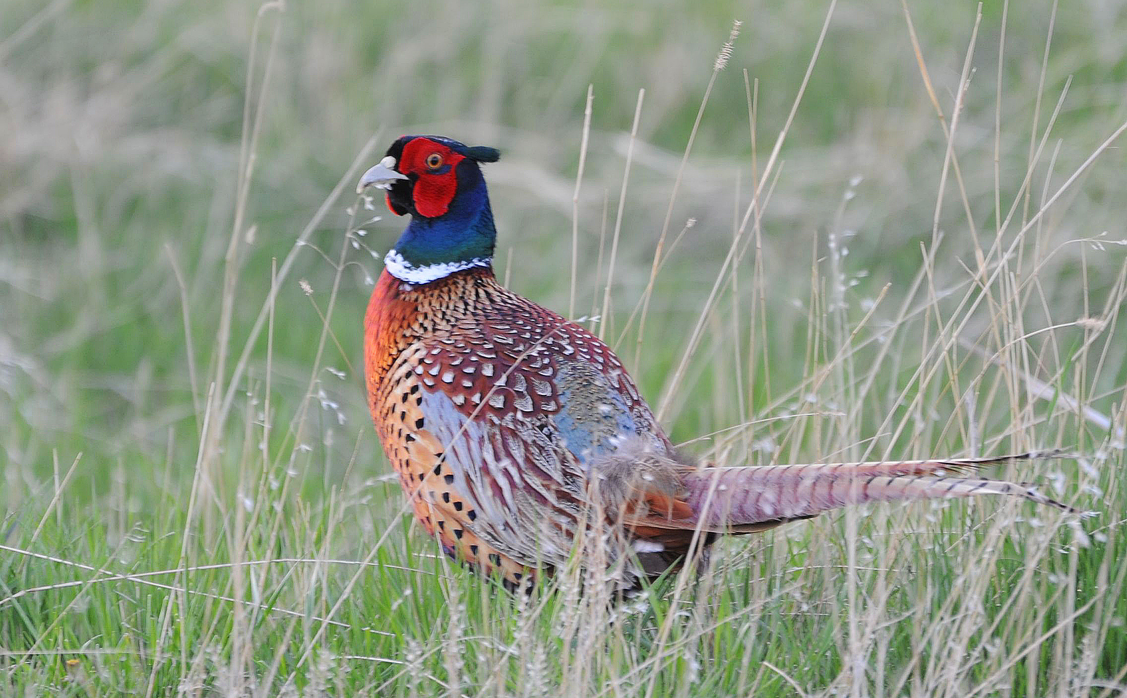 Brett French reports: Upland bird proposals draw many comments