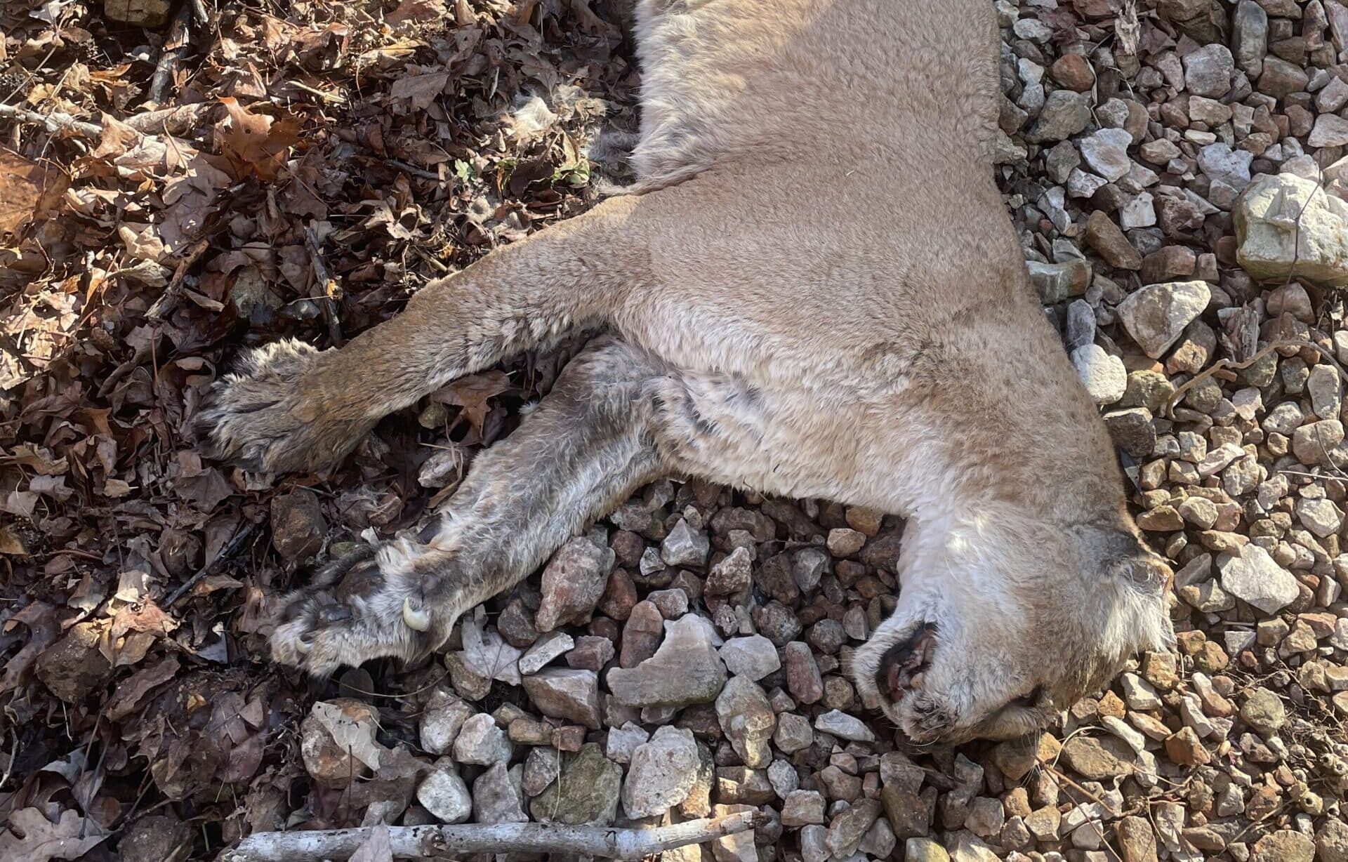 Rare Mountain Lion Carcass Discovered in Arkansas