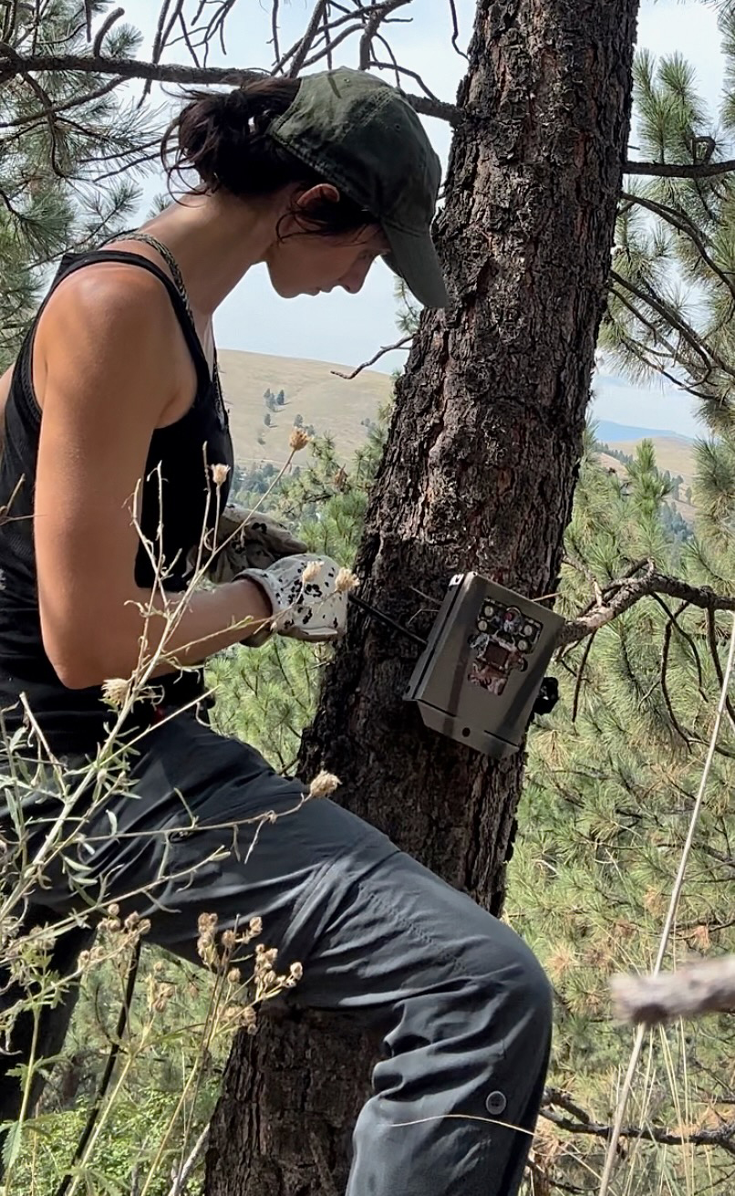 UM Student Researcher Explores Impacts of Cat Colonies on Missoula Wildlife