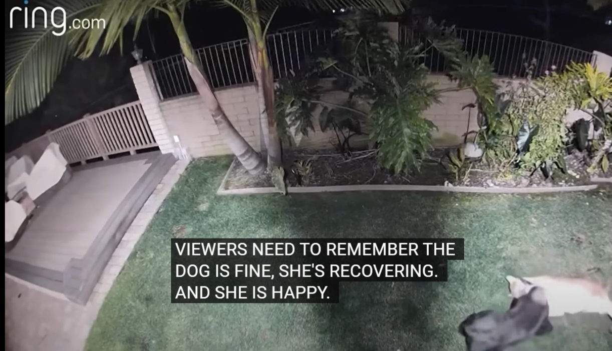 Dog Survives Mountain Lion Attack in Yard