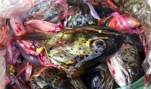 OFFAL FISH!!! by Montana Grant