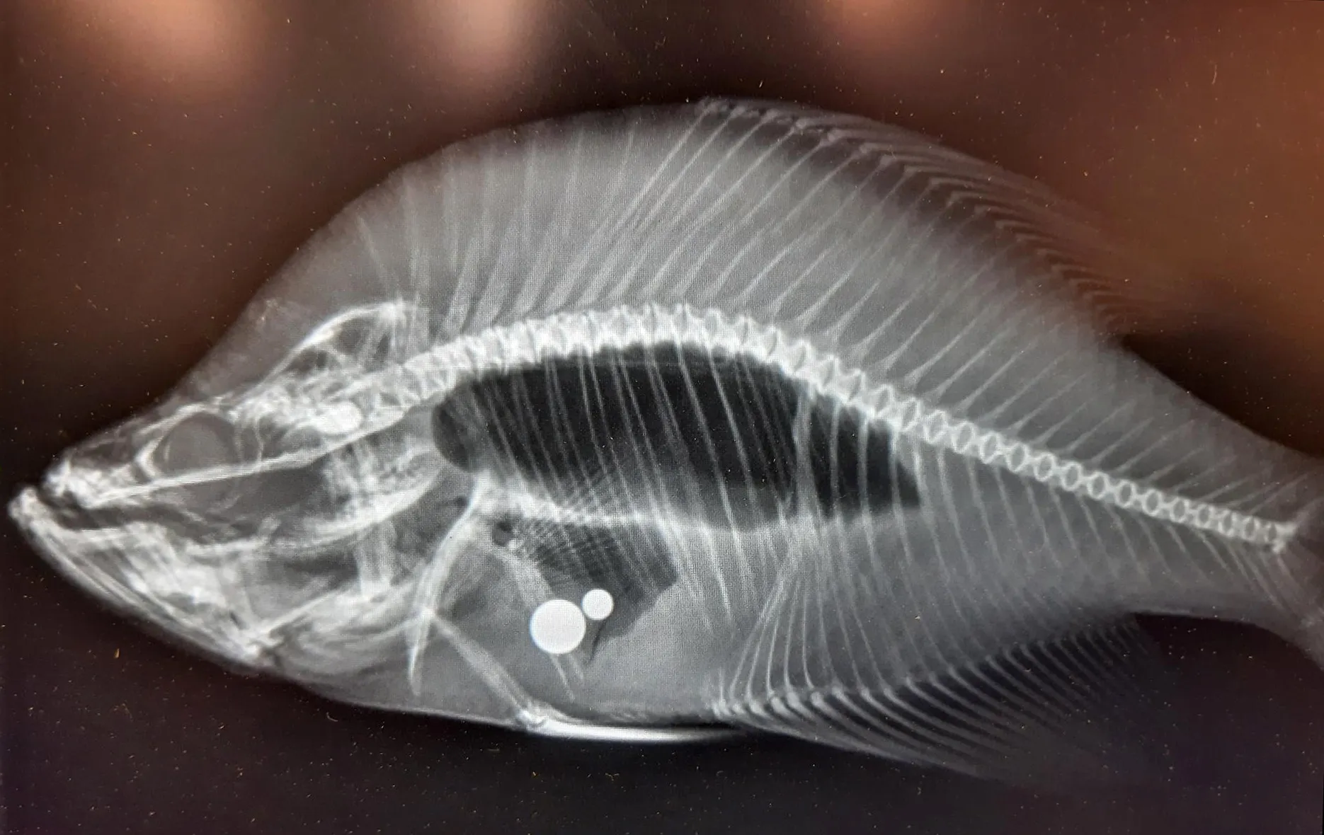 Investigation Reveals Kansas Record Crappie Was Stuffed with Ball Bearings